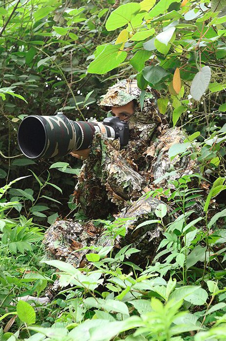 tragopan traje camuflaje