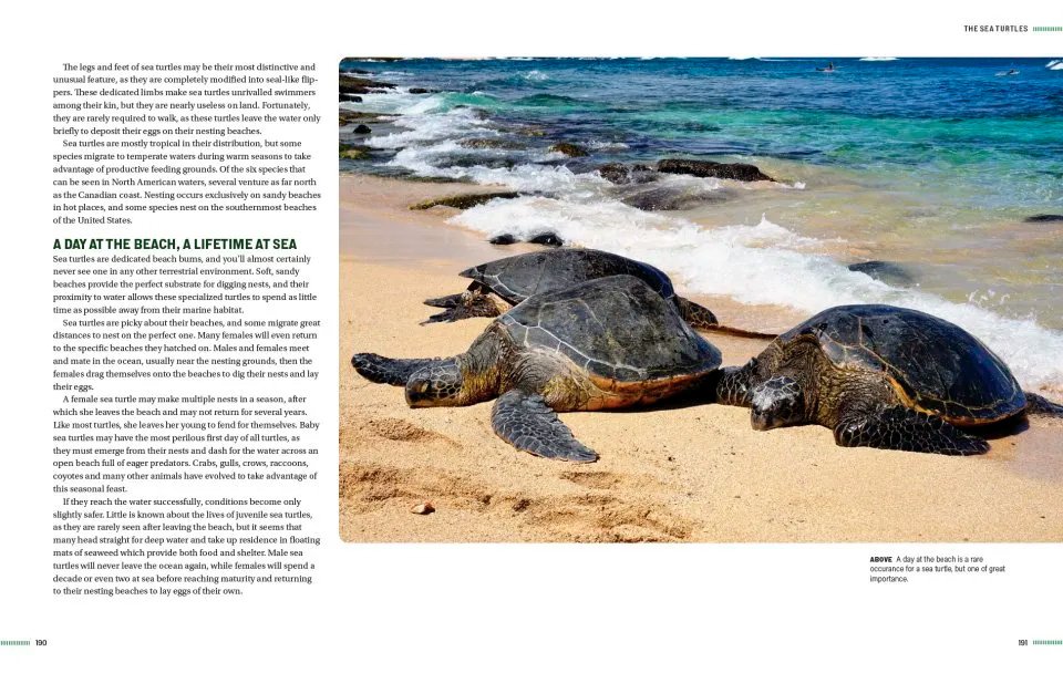 turtles of north america. an illustrated field guide to the turtles of the continental united states and canada
