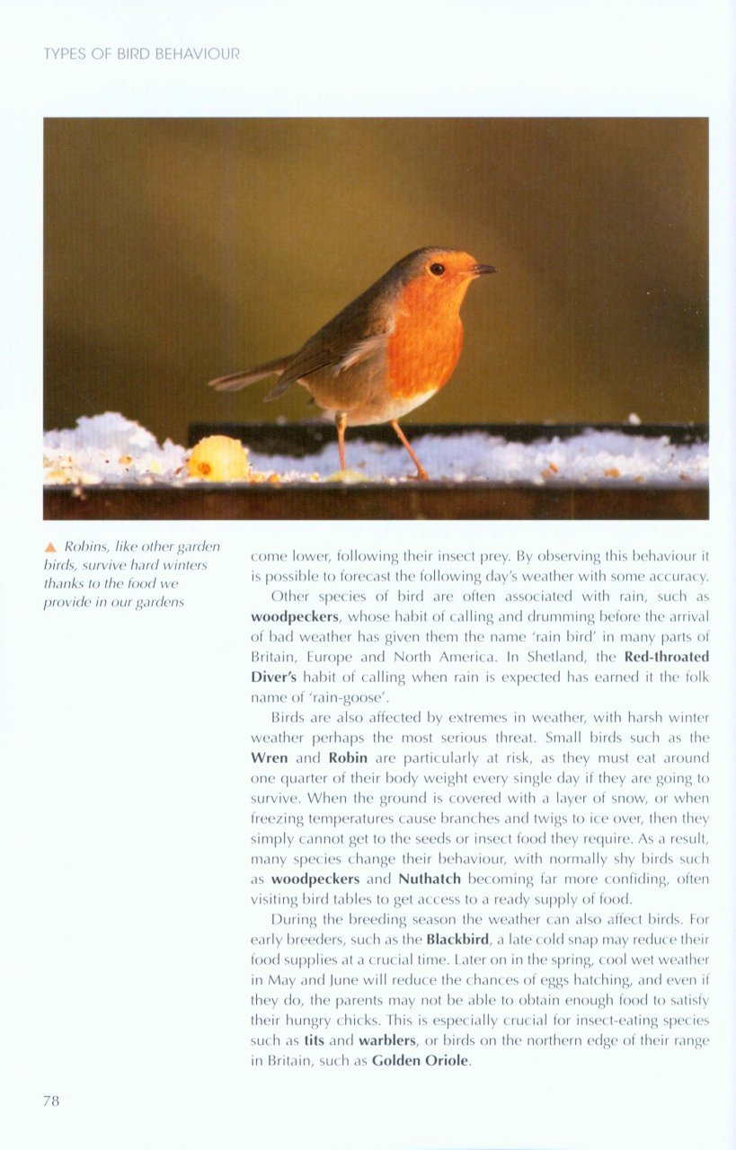 understanding bird behaviour