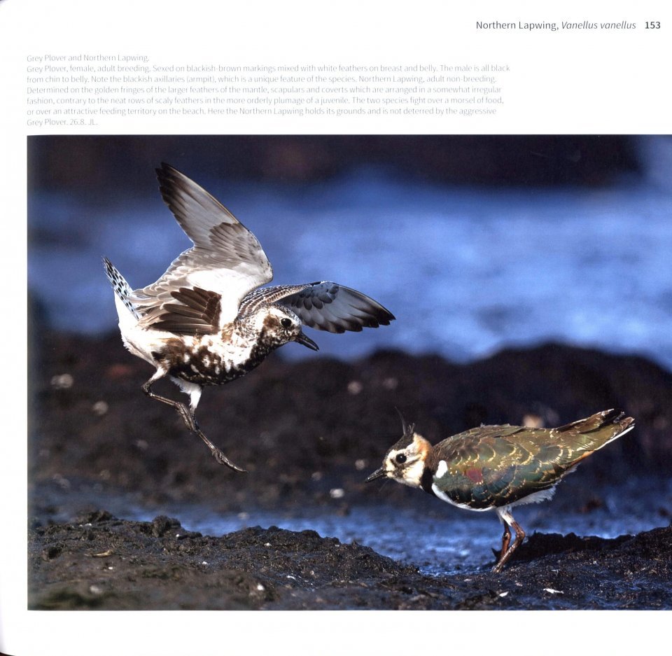 waders of europe. a photographic guide