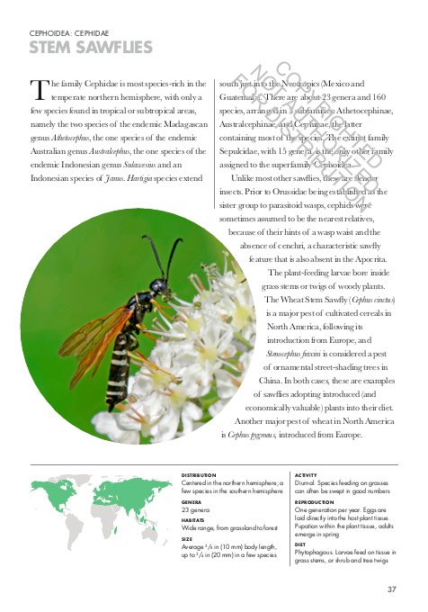 wasps of the world. a guide to every family