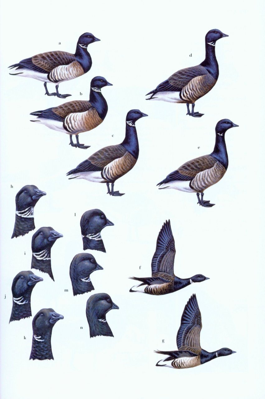 wildfowl of europe, asia and north america