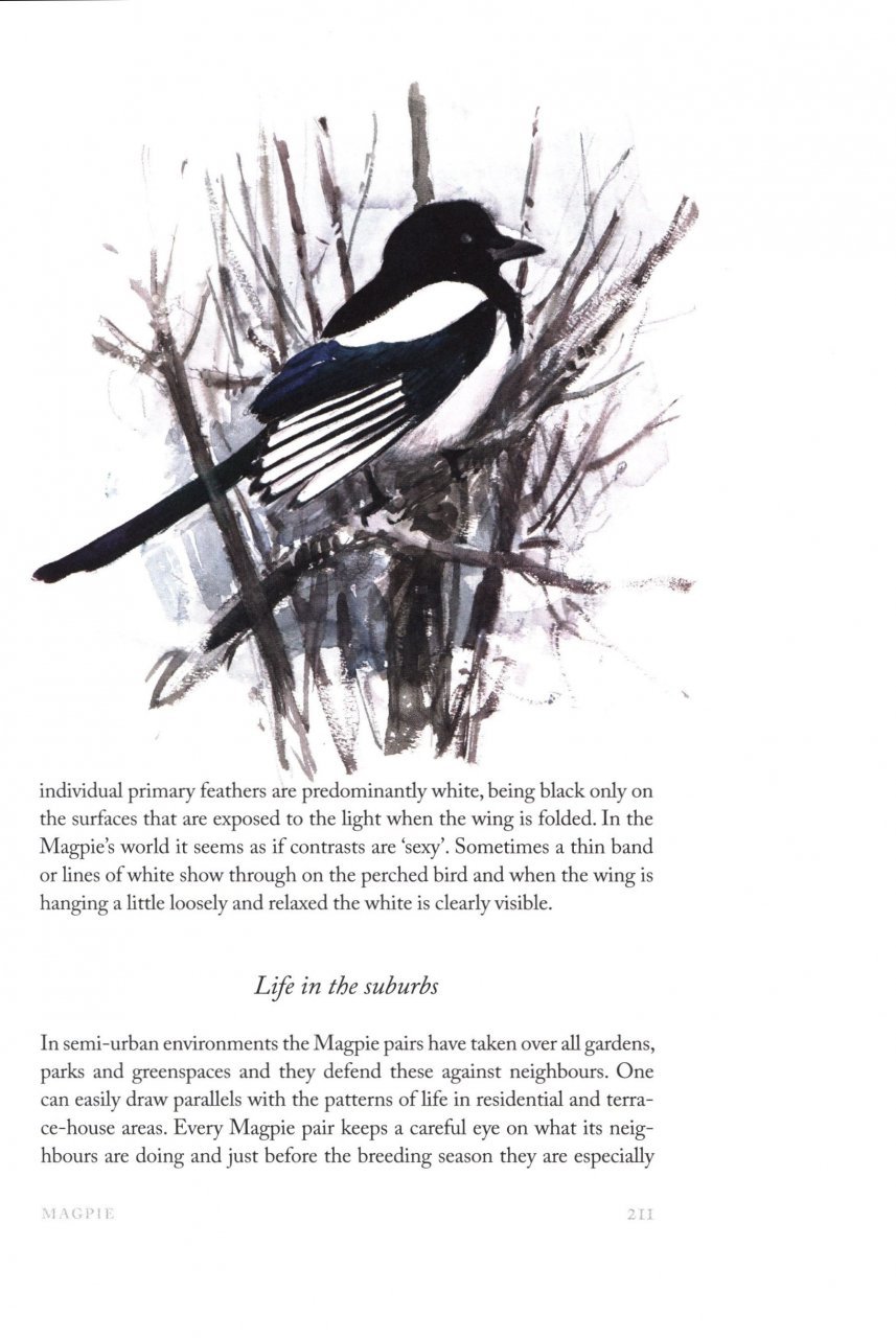winter birds