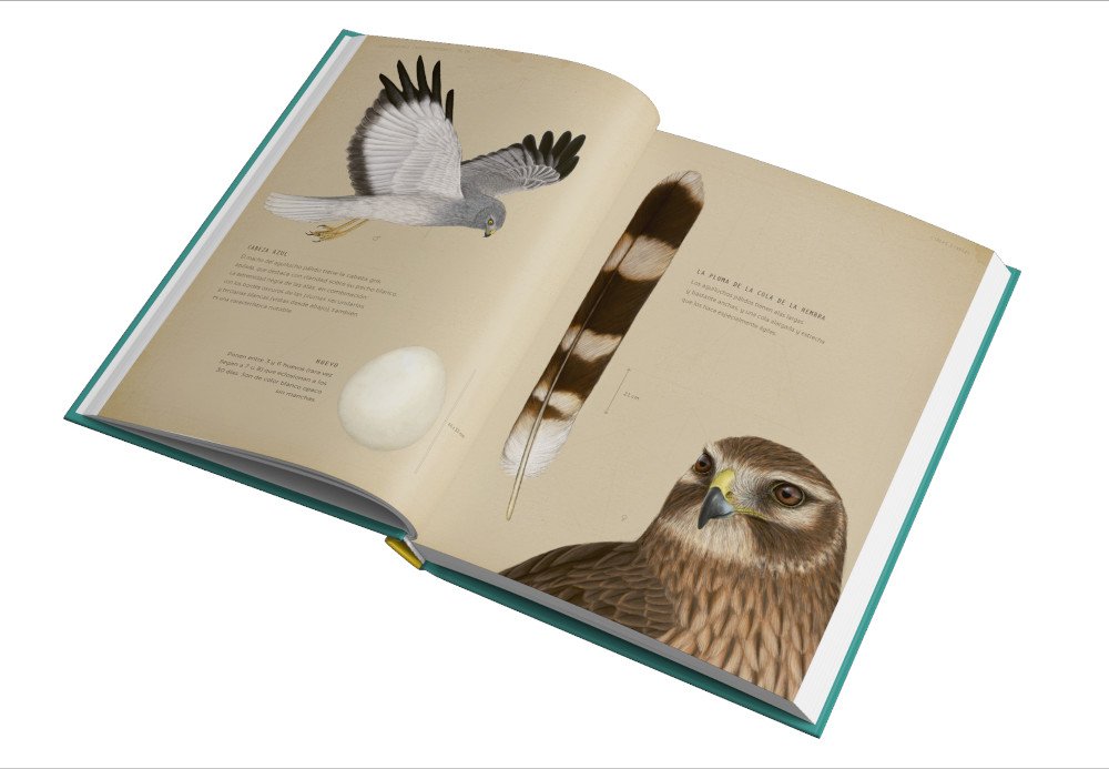 rapaces que vuelan en el da y en la noche