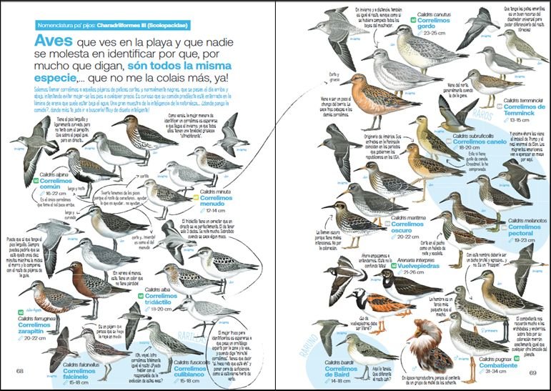 gua de las aves desesperantes de espaa