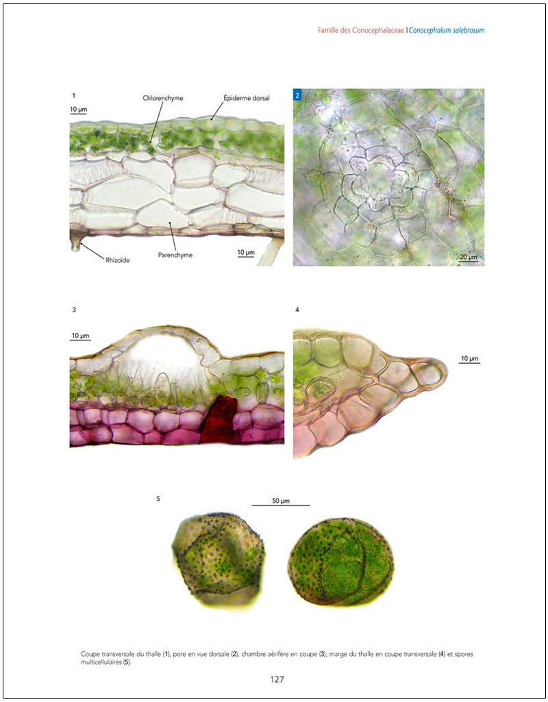 les bryophytes de france tome 1. anthocrotes et hpatiques