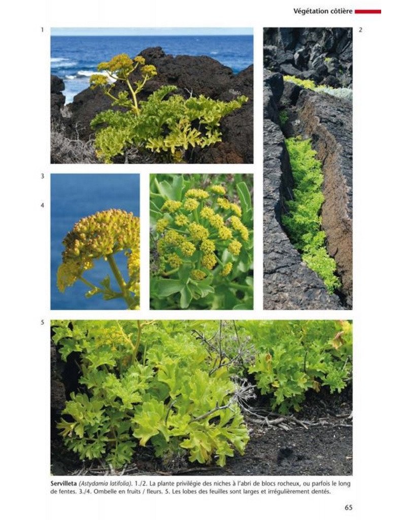 flore et vgtation de l'le d'el hierro canaries