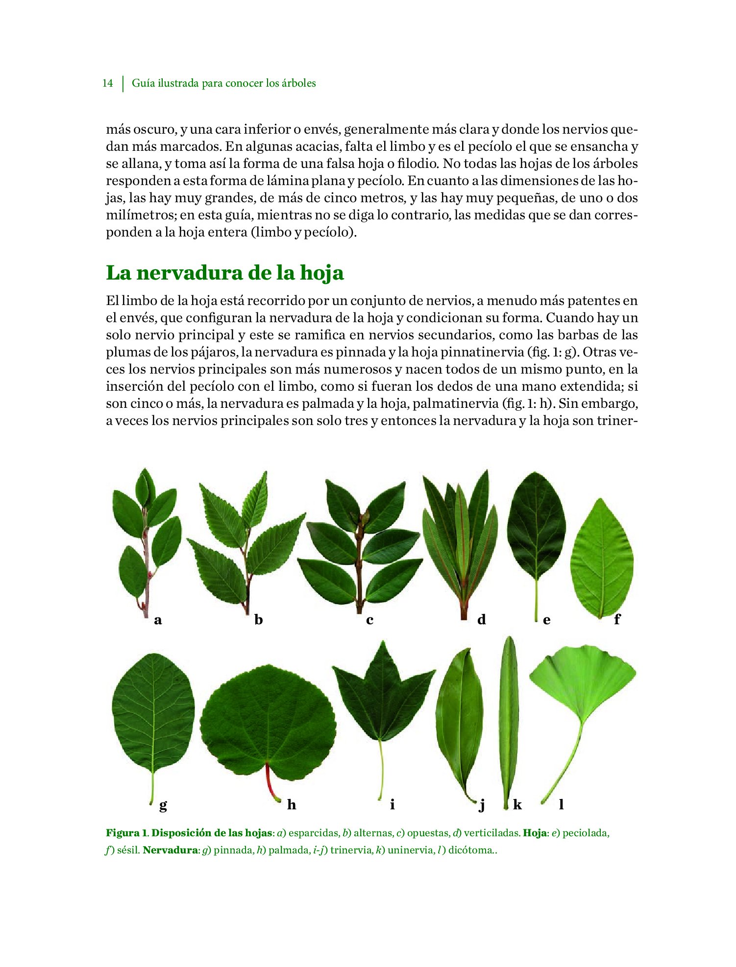 gua ilustrada para conocer los rboles