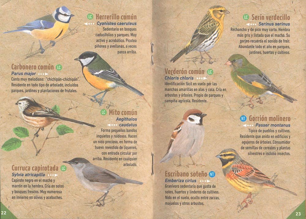 gua de las aves comunes de espaa