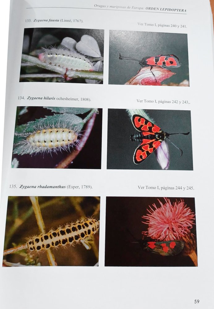 orugas y mariposas de europa. x, introduccin para facilitar la entomologa aplicada a las especies incluidas en la coleccin