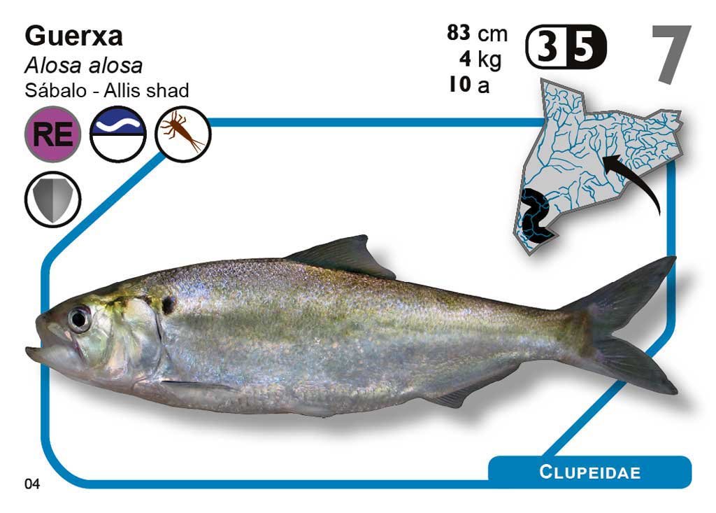 joc de cartes ictio. descobreix l'increble mn dels peixos continentals de catalunya