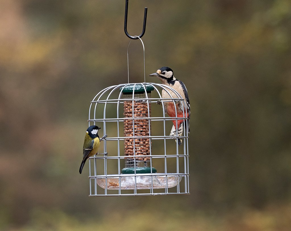 bfg-3 bird feeder guardians pequeo