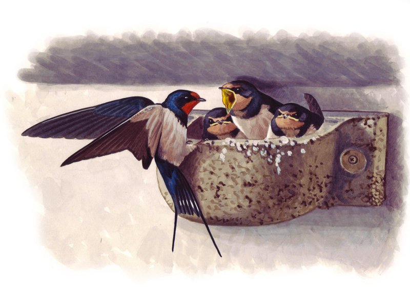 nr. 10b nido para golondrina comn
