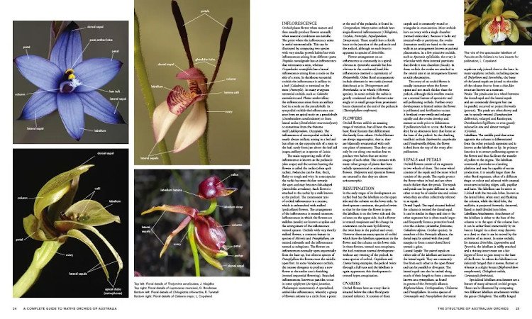 a complete guide to native orchids of australia