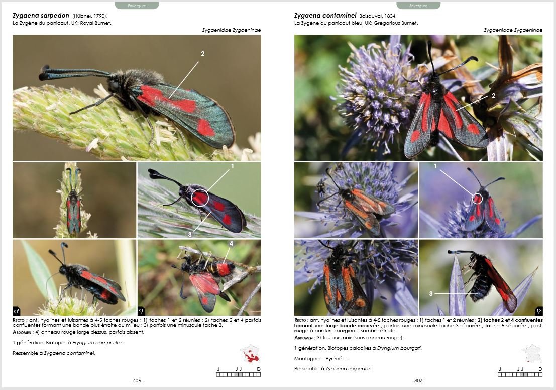 guide photographique des papillons de jour et zygnes de france. toutes les espces de france plus de 2000 photographies mles et femelles illustrs