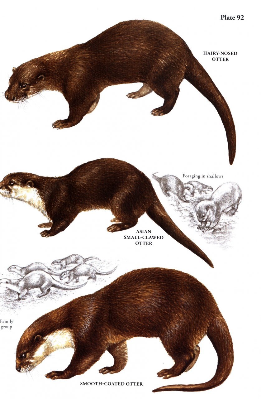 a field guide to the carnivores of the world.