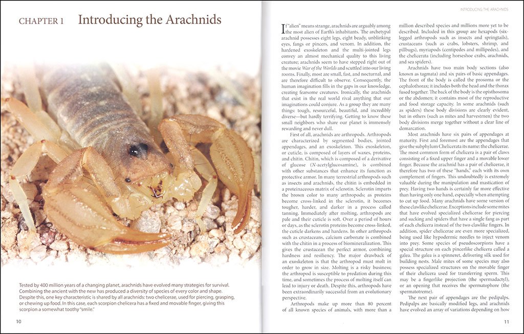 amazing arachnids