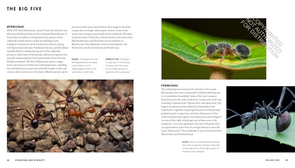ants. a visual guide