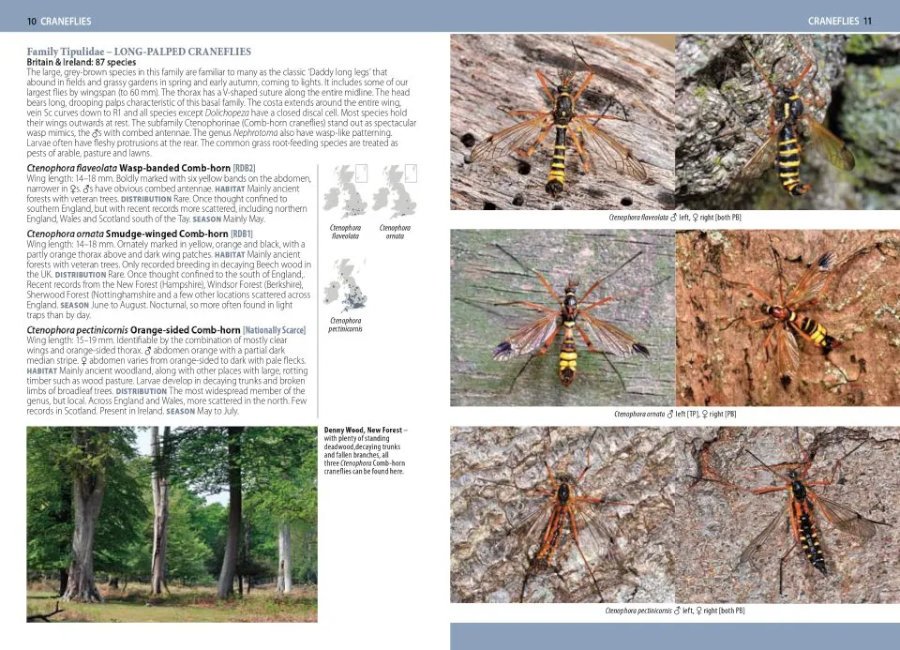 a photographic guide to flies of britain & ireland