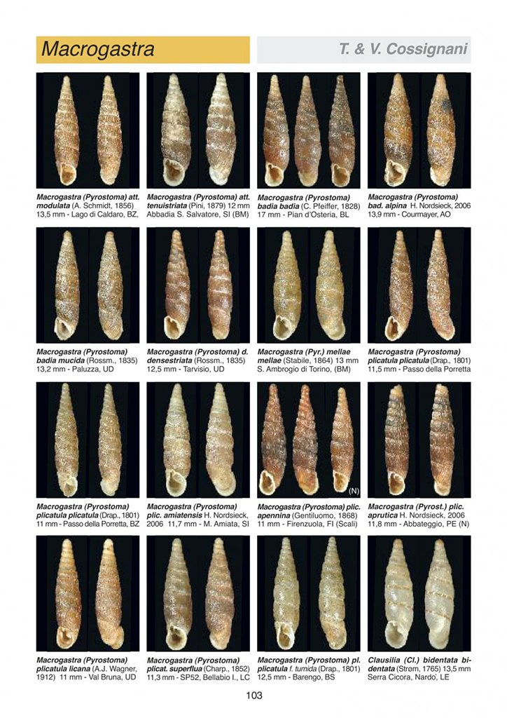 atlante delle conchiglie terrestri e dulciacquicole italiane