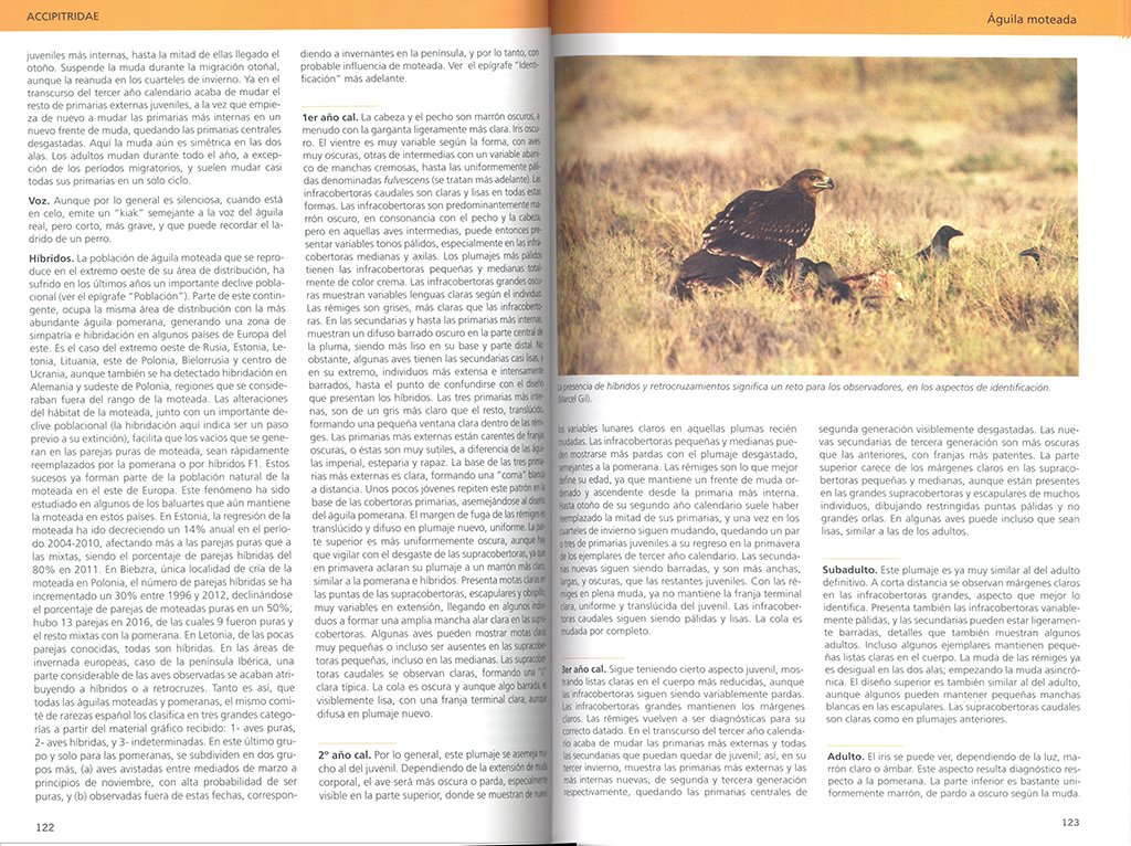 aves rapaces de europa