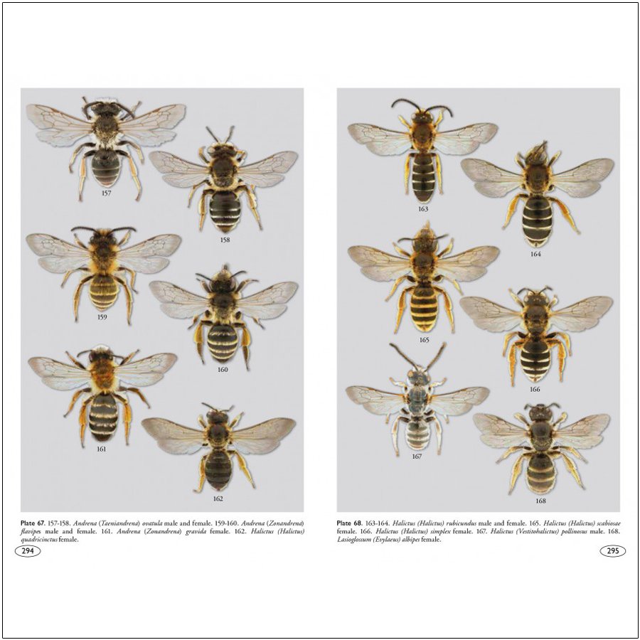 bees of europe - hymenoptera of europe 1