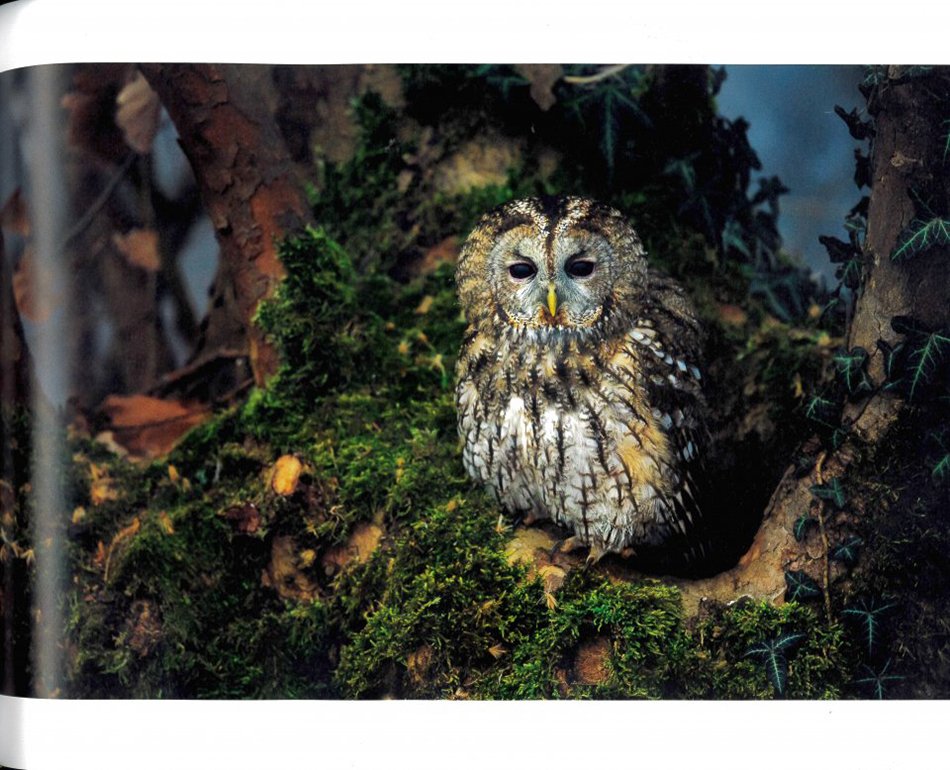 bird photographer of the year: collection 5