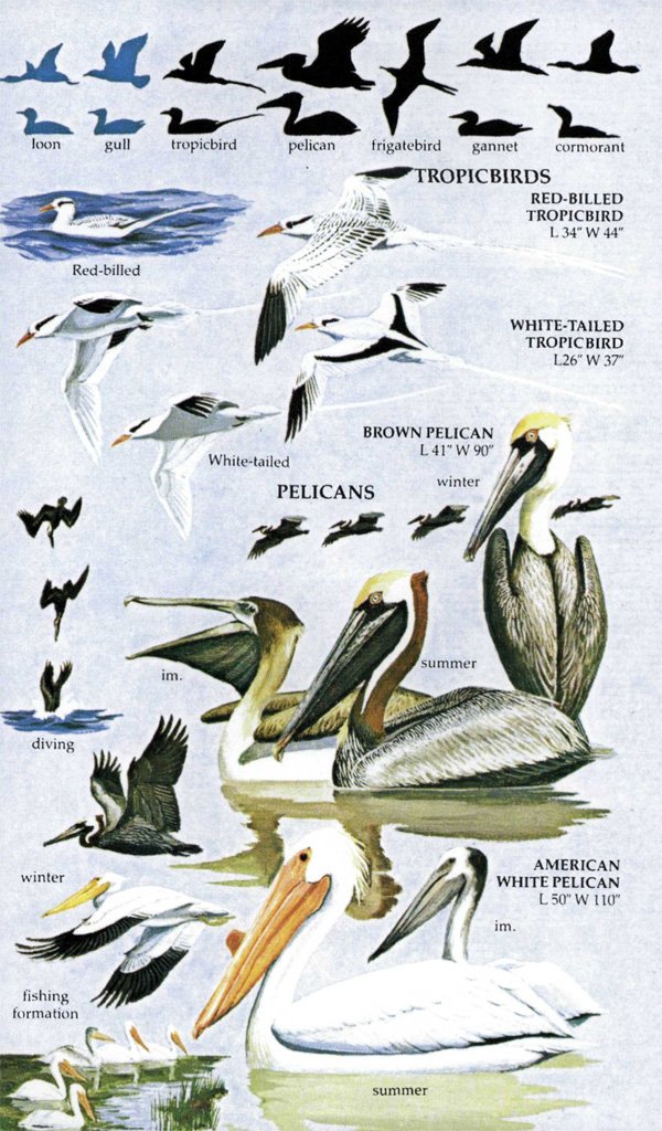 birds of north america. a guide to field identification