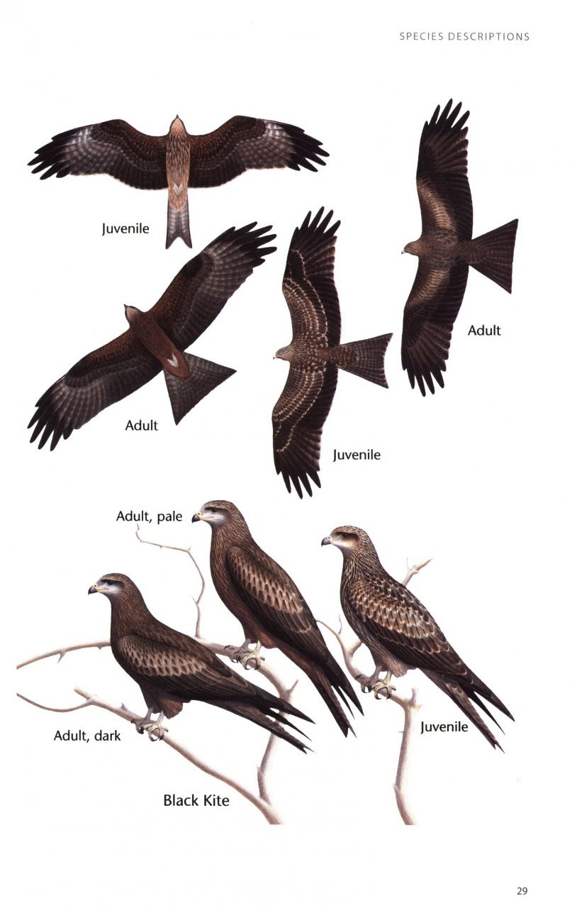 birds of prey of australia: a field guide