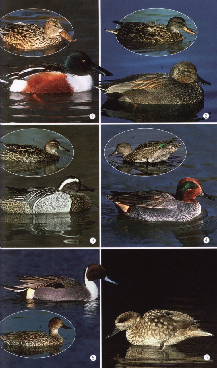 birds of the mediterranean