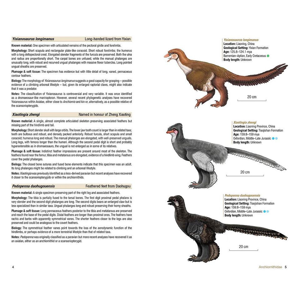 birds of the mesozoic. an illustrated field guide