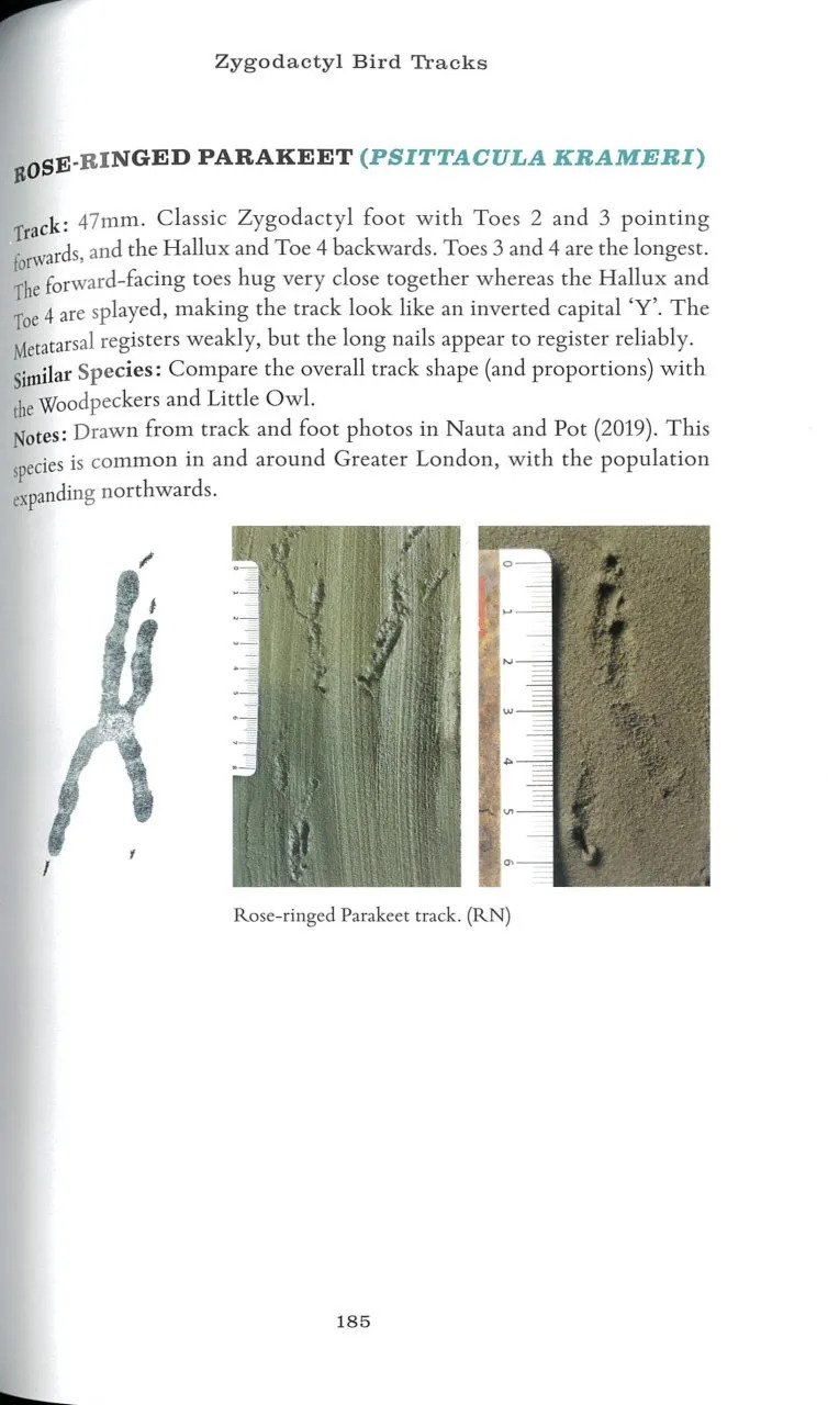 bird tracks: a field guide to british species