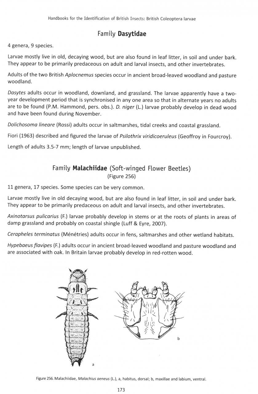 british coleoptera larvae. a guide to the families and major subfamilies