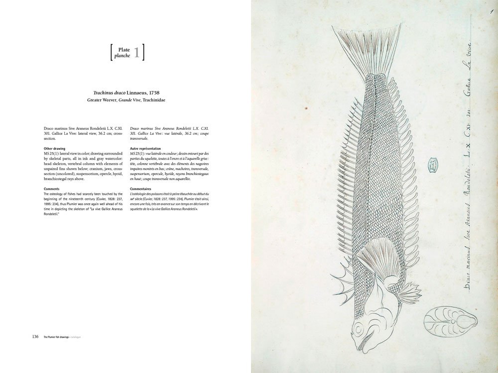 charles plumier (1646-1704) et ses dessins de poissons de france et des antilles/ and his drawings of french and caribbean fishes