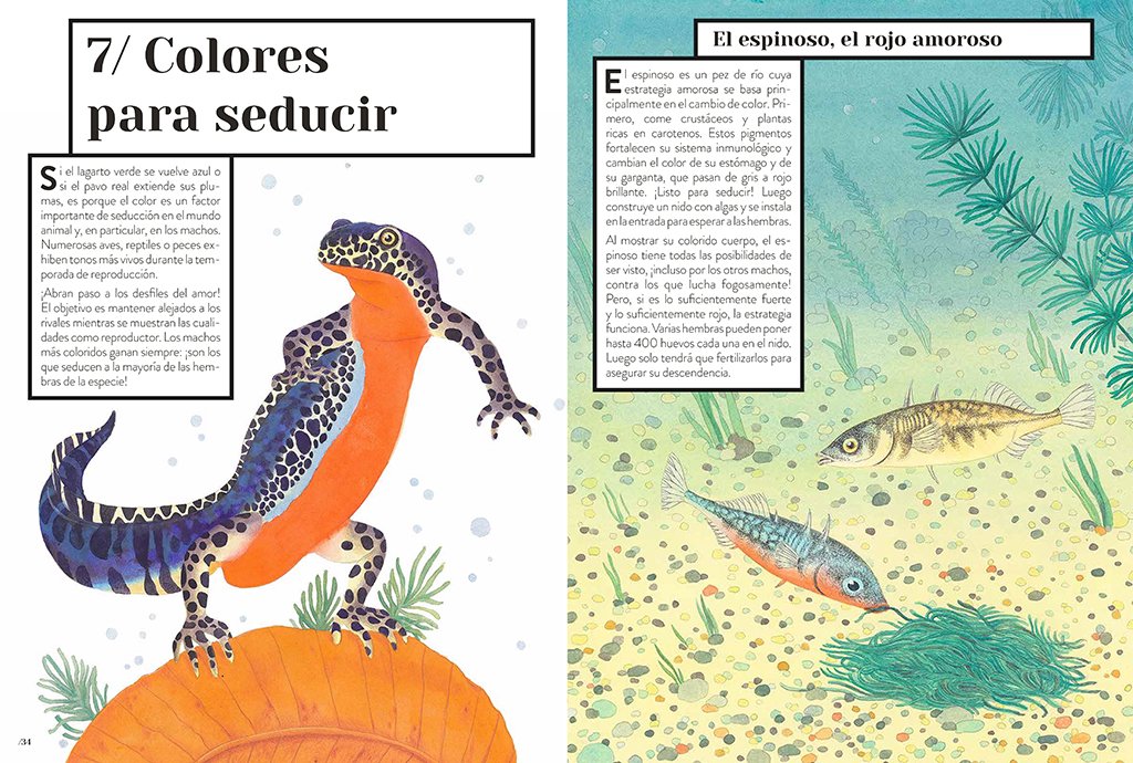 color animal