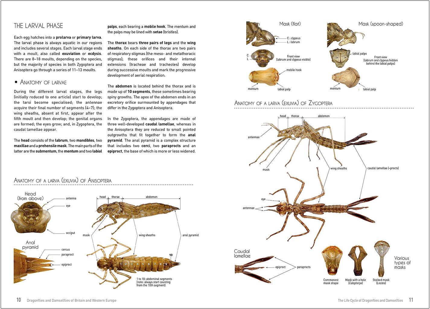 dragonflies and damselflies of britain and western europe. a photographic guide