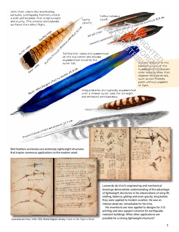 drawing nature: the creative process of an artist, illustrator, and naturalist