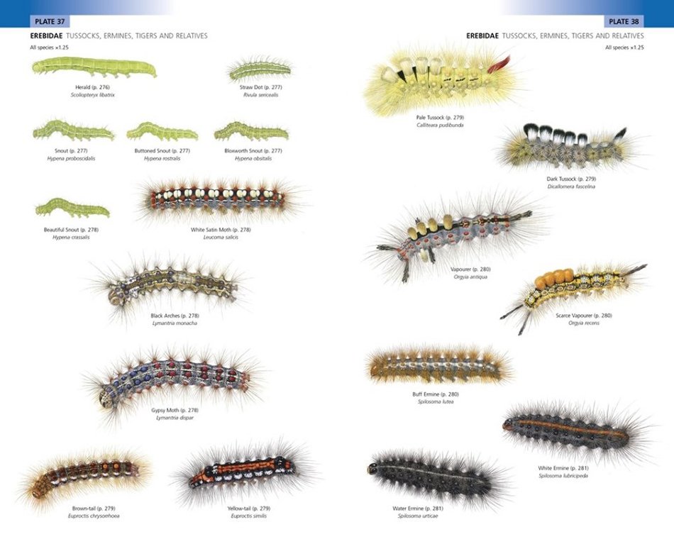 field guide to the caterpillars of great britain and ireland