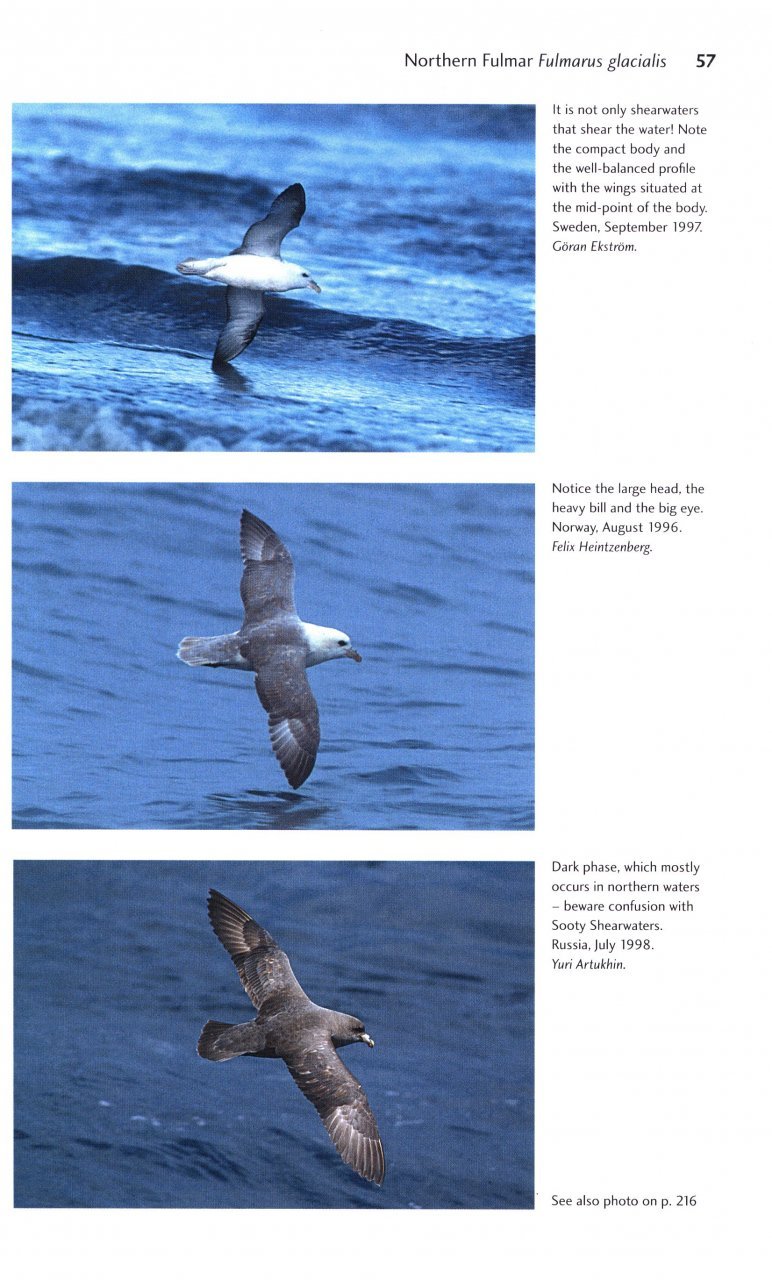 flight identification of european seabirds