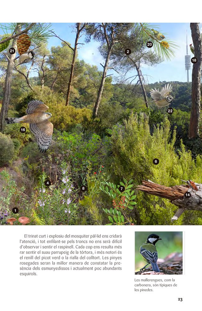 flora i fauna del parc natural serra de collserola