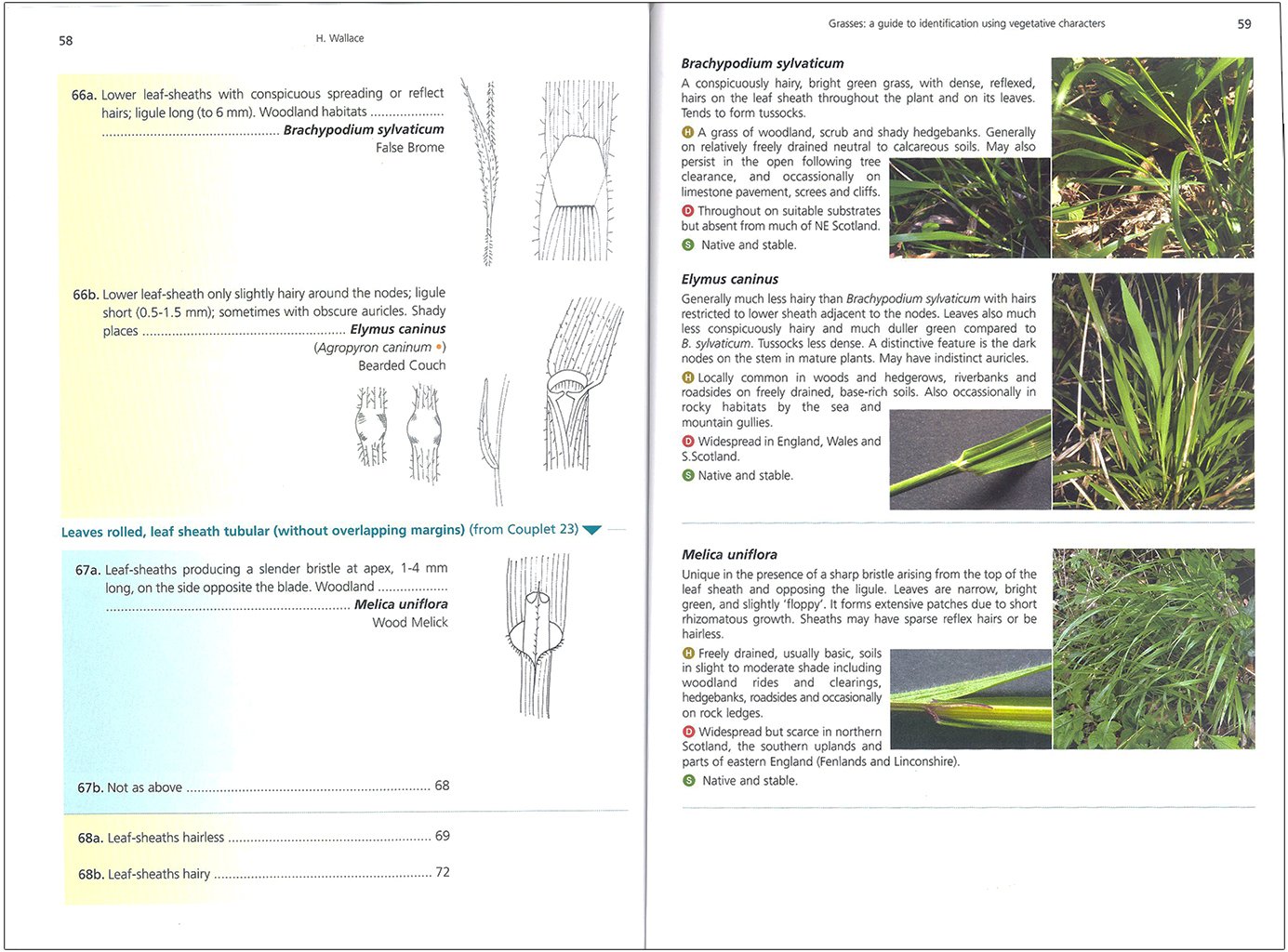 grasses: a guide to identification using vegetative characters