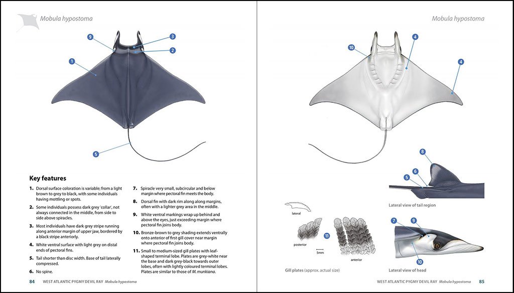 guide to the manta & devil rays of the world