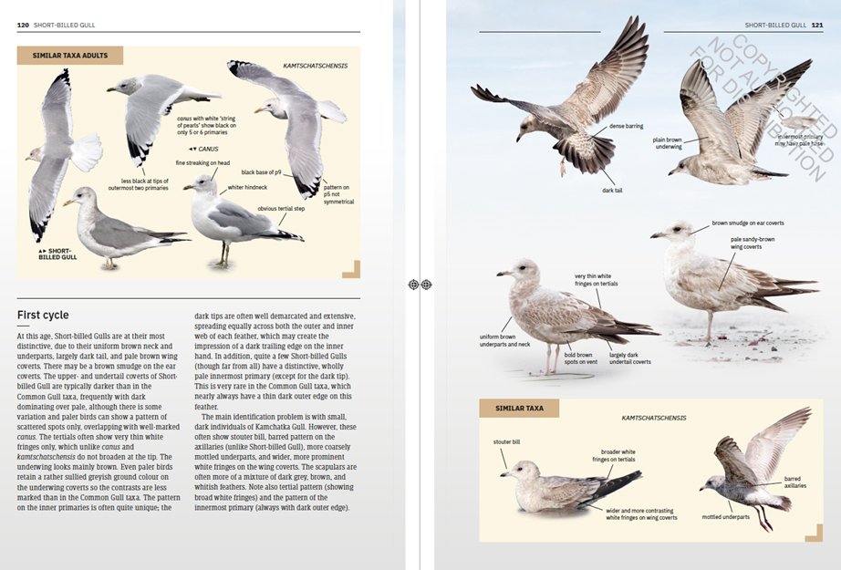 gulls of europe, north africa, and the middle east. an identification guide