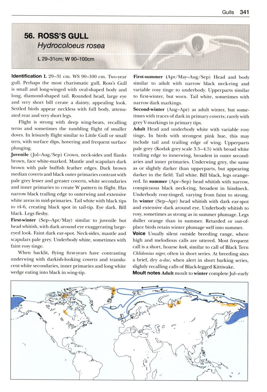 gulls of the world. a photographic guide