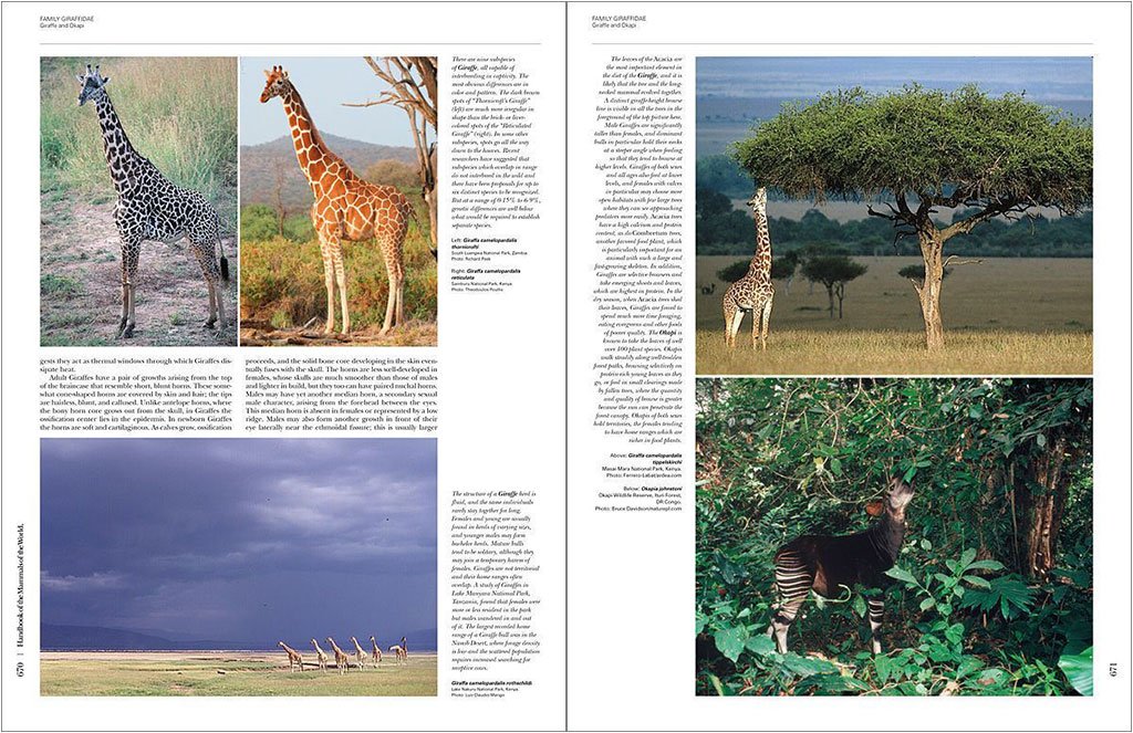 handbook of the mammals of the world. vol. 2 hoofed mammals