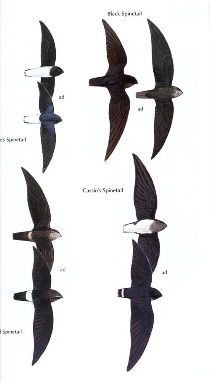 helm field guide. birds of ghana