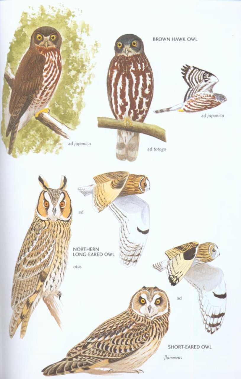 helm field guides. birds of east asia
