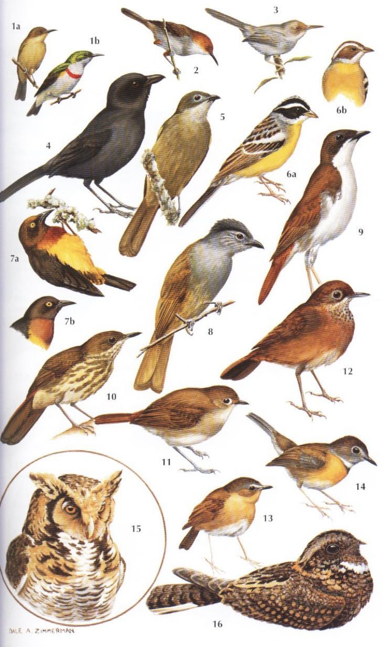 helm field guides. birds of kenya and northern tanzania