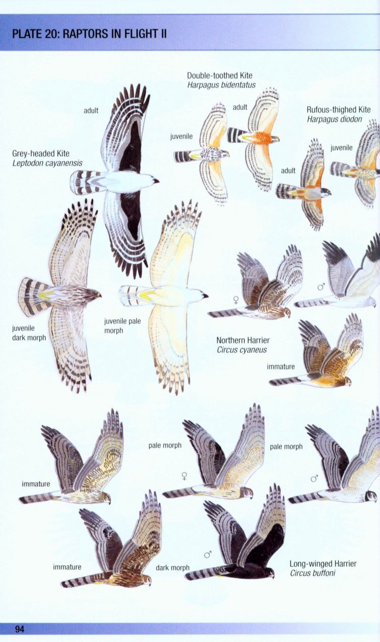 helm field guides. birds of venezuela