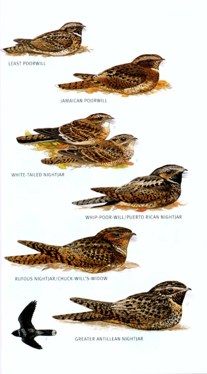 helm field guides to the birds of the west indies